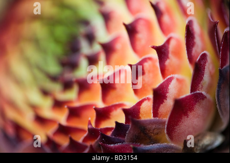 Von Sempervivum calcareum ir William Lawrence'. Hauswurz blatt Abstract Stockfoto