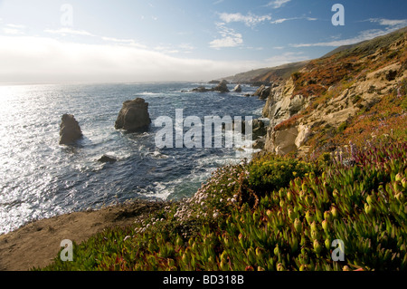 Wildblumen auf Küste von Big Sur, Kalifornien Stockfoto