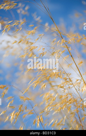 Stipa gigantea 'Gold Fontaene'. Goldenen Hafer. Riesige Feder Gras Stockfoto