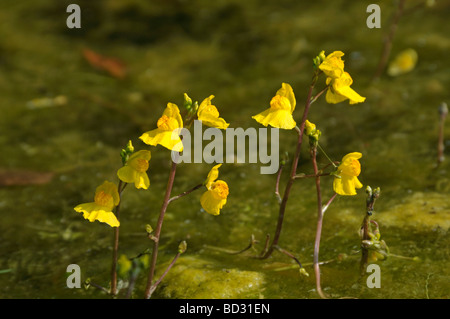 Gemeinsamen stehenden, höher stehenden (Utricularia Vulgaris), Blüte Stockfoto