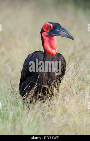 Südlichen Boden-Hornbill Bucorvus Leadbeateri Krüger Nationalpark in Südafrika Stockfoto