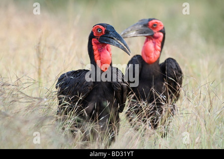 Südlichen Boden Nashornvögel Bucorvus Leadbeateri Krüger Nationalpark in Südafrika Stockfoto