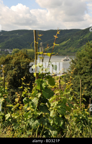 Riesling Trauben Reben wachsen an den steilen Hängen des Rheintals Stockfoto