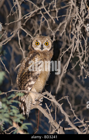 Uhu Bubo Africanus Kgalagadi Transfrontier Park Südafrika entdeckt Stockfoto