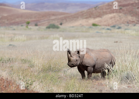 Wüste angepasst Spitzmaulnashorn Stier Diceros Bicornis Kunene Region Namibias Stockfoto