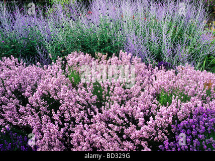 Blau lila Rand Perovskia Lavandula Angustifolia 'Rosea' russischer Salbei Blume Blumen Garten Pflanze Pflanzen Lavendel Stockfoto