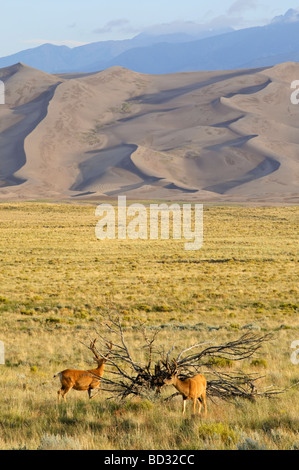 Deer Great Sand Dunes National Park Colorado USA Stockfoto