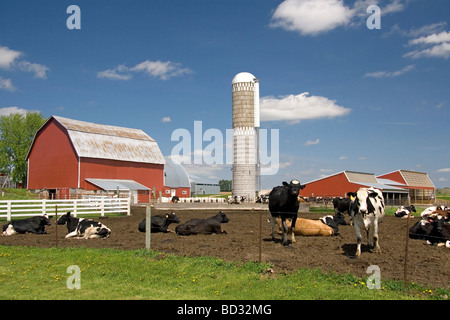 Kühe vor einem roten Scheune und Silo auf einer Farm nördlich von Arcadia Wisconsin USA Stockfoto