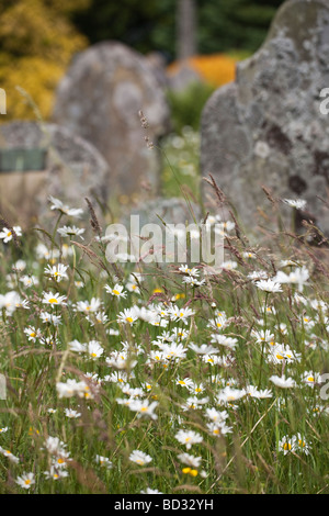 Oxeye Margeriten Chrysanthemum Leucanthemum wachsen wilde Watermillock Kirche Ullswater Cumbria UK Stockfoto