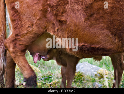 Sehr junges Kalb saugt Milch von der Mutter in der Nähe von Ardgay in Sutherland, Schottland Stockfoto