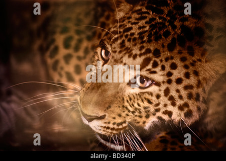 Nordchinesischer Leopard (Panthera Pardus Japonensis) in Quarantäne für zukünftige Zucht - Wildlife Heritage Foundation, Großbritannien Stockfoto