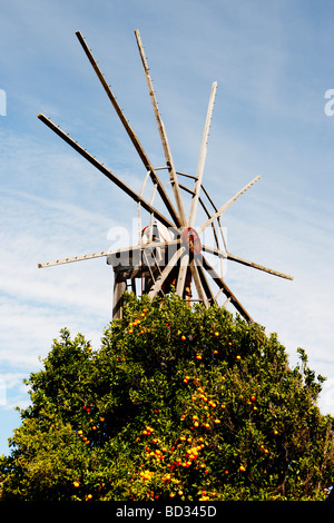 Orangenbaum unter alte Windmühle auf La Palma auf den Kanarischen Inseln Stockfoto