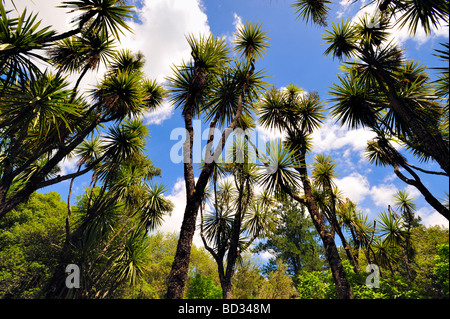 Cabbage Tree, Neuseeland Stockfoto