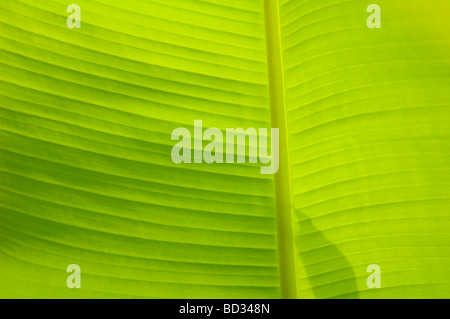 Lebendige grüne Banane Blatt Hintergrundtextur Stockfoto