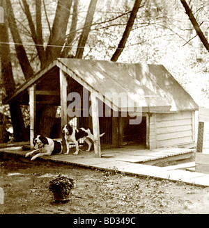 Zwei Jagdhunde im geräumigen Hundehütte Stockfoto