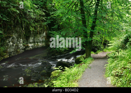 Riverside-Pfad im Wald Stockfoto