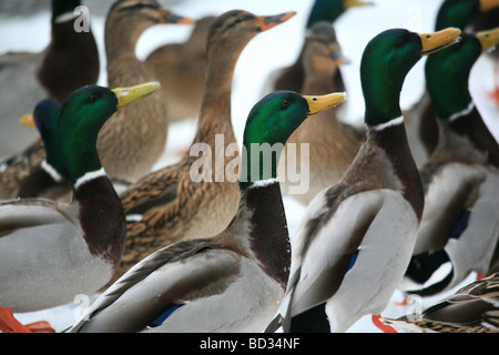 Masse der Stockenten, Anas platyrhynchos, an der Küste der Oslofjord im Südosten von Norwegen. Stockfoto