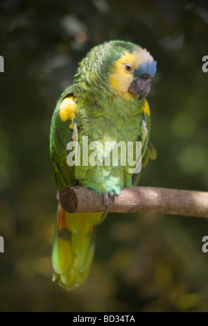 Blau-fronted Amazon Papagei sitzt auf einem Hochsitz in gefleckten Licht Stockfoto