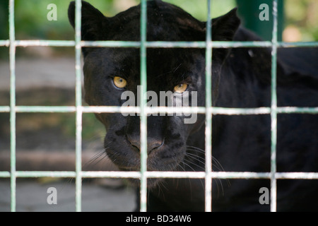 Schwarzer Jaguar/Panther Weibchen, stärkste Wildkatzen, in Südamerika heimisch. Stockfoto