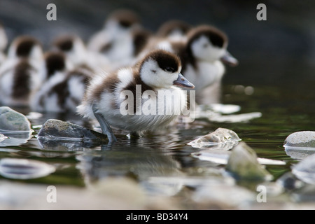 Brandgans Entenküken Tadorna Tadorna Martin bloße Wildfowl und Feuchtgebiet Vertrauen behalten Burscough Lancashire UK Stockfoto