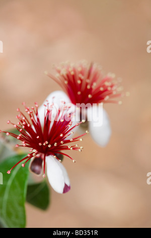 ACCA Sellowiana, ehemals Feijoa Sellowiana, Ananas Guave oder Guavasteen Stockfoto