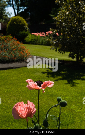 Orientalische Mohn (Papaver Orientale) Blumen in einem Vorort Garten Adel Leeds West Yorkshire England UK Europa Stockfoto
