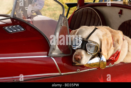 Süßer Labrador Retriever sitzt im Morgan 3 Wheeler. Komisch, eine Schutzbrille zu tragen. Rotes Auto Stockfoto