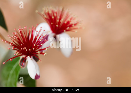 ACCA Sellowiana, ehemals Feijoa Sellowiana, Ananas Guave oder Guavasteen Stockfoto