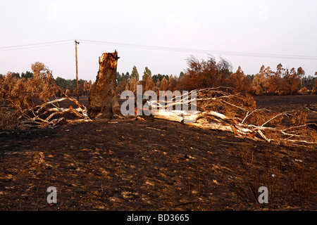 Australische bush Brandschaden, australische Bush fire Nachwirkungen, Post australische Bush Feuer, Stockfoto