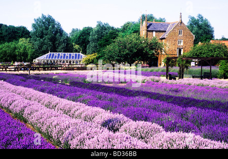 Norfolk Lavender Caley Mühle Heacham Norfolk Felder lila Streifen gestreift Farbe bunte Farbe bunte Landschaft Stockfoto