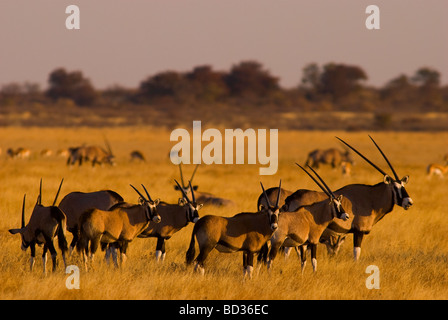 Gemsbock oder Orix Antilope auf die zentrale Kalahari Nationalpark, Botswana Stockfoto