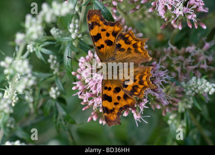 Komma Schmetterling (Polygonia c-Album) mit Flügeln und ernähren sich von Hemp agrimony Stockfoto