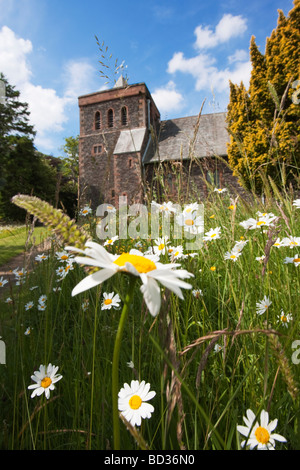 Oxeye Margeriten Chrysanthemum Leucanthemum wachsen wilde Watermillock Kirche Ullswater Cumbria UK Stockfoto