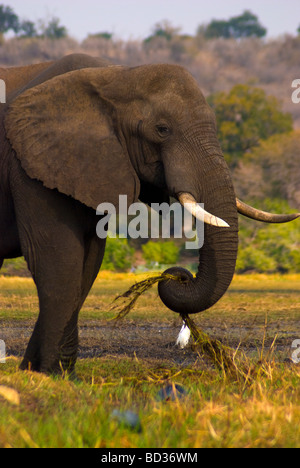 Elefant essen spät nachmittags in den Chobe National Park in der Nähe des Chobe Flusses, Botswana Stockfoto