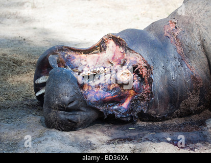 Tote Hippo, die von einem anderen Hippo in einem Kampf getötet worden, und die wurde von einem Rudel Löwen im Norden Botswanas gefressen Stockfoto
