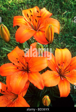 Lilium "Orange Pixie" Zwerg orientalische Lilie Blume Garten Blumen