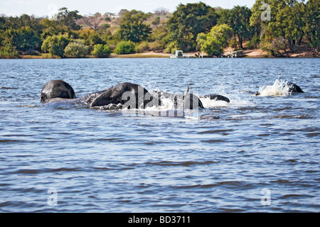 Afrikanische Elefanten spielen beim Schwimmen über den Chobe River in den Chobe National Park, Botswana, Afrika, während der trockenen Jahreszeit. Stockfoto