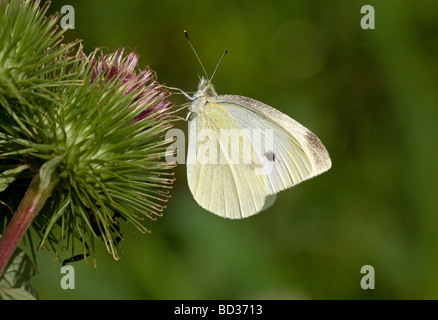 Kleiner weißer Schmetterling (Pieris Rapae) besiedelt mit Flügeln auf einer Klette-Anlage geschlossen Stockfoto