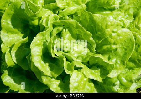 Nahaufnahme eines grünen Hintergrundtextur Garten Salat Stockfoto