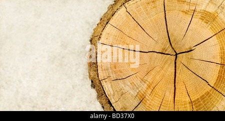 Log, Woodgrain Hintergrundtextur geschnitten Stockfoto