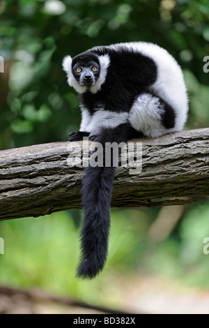 Schwarz-weiß-Ruffed Lemur (Varecia Variegata) Stockfoto