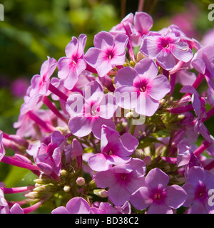 schöne lebendige rosa Phlox Blütenstand Stockfoto