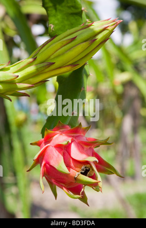 Drachenfrucht oder Pitaya Obst und Blumen - Provinz Siem Reap, Kambodscha Stockfoto