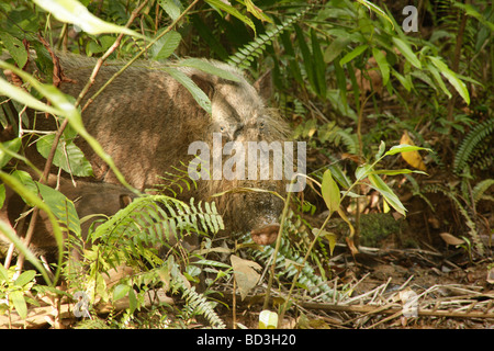 Bärtige Borneo Schwein Sus Barbatus im Bako Nationalpark in der Nähe von Kuching Sarawak Borneo Malaysia Südostasien Stockfoto