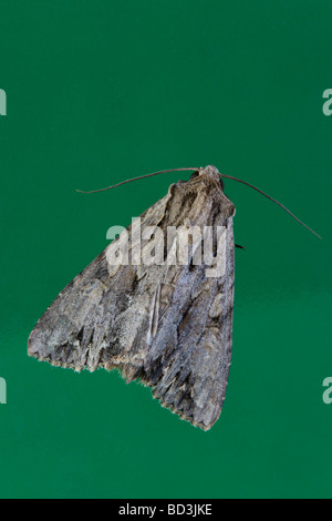 Rot Underwing Catocala Nupta Noctuidae Stockfoto