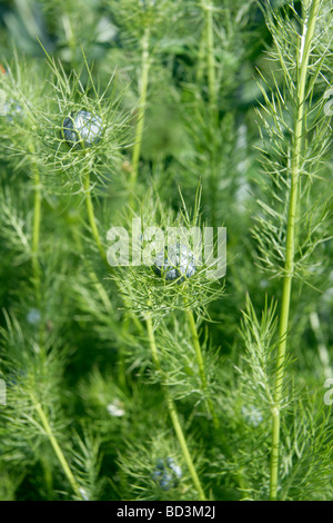 N. Nigella Damascena oder Liebe in einem Nebel oder Miss Jekyll Knospen Stockfoto