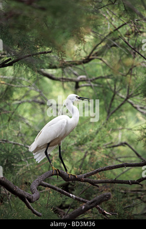 Kleiner Reiher Egretta Garzetta Perched in Baum Camargue-Frankreich Stockfoto