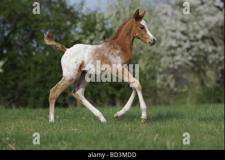 AraAppaloosa Pferd (Equus Caballus), Fohlen im Galopp über eine Wiese. Diese Rasse ist eine Mischung aus arabischen und Appaloosa Stockfoto