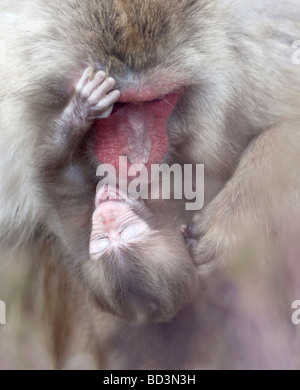 Japanischen Makaken Macaca Fuscata Snow Monkey Stockfoto