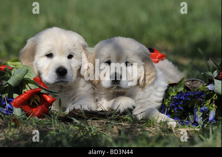 Golden Retriever (Canis Lupus Familiaris), zwei Welpen liegen auf dem Rasen unter den Blumen Stockfoto